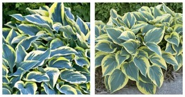 1 Dormant Potted Plant hosta FIRST FROST medium thick 2.5&quot; pot - £31.09 GBP
