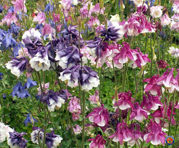 250 Dwarf Columbine Flower Seeds Aquilegia Vulgaris Mixed Colors Fresh Garden US - £11.01 GBP