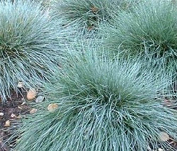 US Seller Free Shipping 500 Blue Fescue Grass Seeds Garden Starts Nursery - $13.25