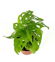 FREE SHIPPING Swiss Cheese Philodendron Adansonii Air Purifying Houseplant 4”Pot - £34.70 GBP