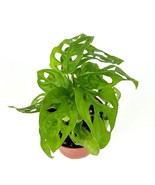 FREE SHIPPING Swiss Cheese Philodendron Adansonii Air Purifying Housepla... - £35.65 GBP