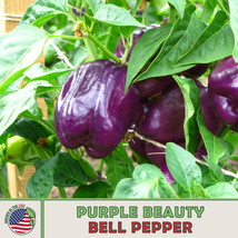 OKB 50 Purple Beauty Bell Pepper Seeds, Non-Gmo, Heirloom, Genuine Usa - £4.91 GBP