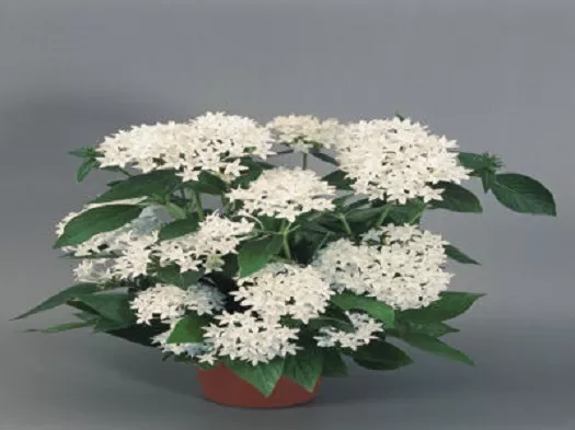 25 Pelleted Seeds Pentas New Look White Pentas Seeds Star Flower - $18.65