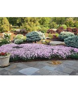 10 Perennial Dianthus 'Bath's Pink' Pinks-Cheddar Plants Flowers Herbs - $69.00
