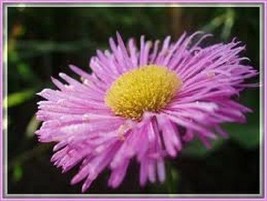 50 + Erigeron Rosa Gioiello Perenne Fiore Semi / Lumin Tollerante Pulce  SS - £10.94 GBP