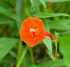 LWSTORE Scarlet Morning Glory 25 Seeds Ipomoea Hederifolia Butterfly Bee Vine US - $9.42