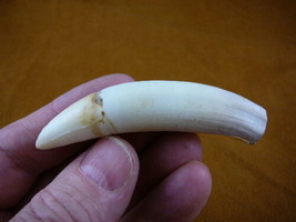 (G376-247) 3-5/8&quot; GATOR Alligator Aligator Tooth TEETH Make your own jewelry - $92.55