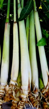6 Lemongrass Stalks/Plugs - Live Organic Cymbopogon Plant,Rooted Lemon Grass - £13.44 GBP