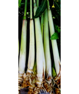 6 Lemongrass Stalks/Plugs - Live Organic Cymbopogon Plant,Rooted Lemon G... - $319.69 MXN