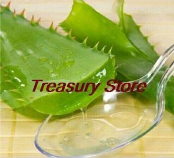 200Pcs Aloe Seeds Houseplants Succulent Aloe Vera Green Color Fresh USA ... - $16.74