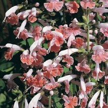 40 Apple Blossom Salvia Deer Resistant Drought Tollerant Sage Perennial Flower S - $14.35