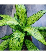 Dieffenbachia Starbright 2 Inch Pot 2 Plants New Fresh  - $60.60