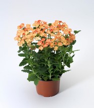 100 Verbena Seeds Verbena Seeds Obsession Apricot Garden Seeds Free Ship - £27.72 GBP