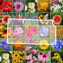 US Seller 1000 Seeds Wildflower Kansas State Flower Mixs &amp; Annuals - £8.00 GBP