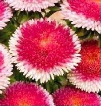 30 Red Pompon Aster Perennial Flower SeedsFrom US - $8.35