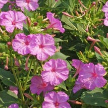 50 Pink Four Oclock Flower Seeds Mirabilis Jalapa USA Fast Shipping - $13.99