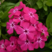 100 Gisele Hot Pink Phlox Seeds Planting USA Shipping - $9.96