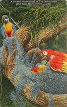 Linen FL Postcard O036 Posted 1947 Macaw Family Parrot Jungle Red Road Miami - £5.28 GBP