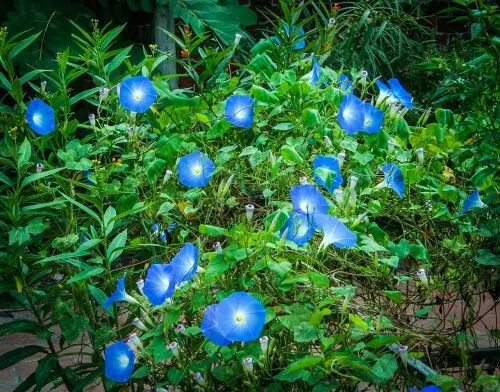 1400 Heavenly Blue Morning Glory Seeds Bulk Untreated Blue Flowers Vine - $19.98