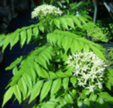 Curry Leaf Tree (Murraya Koenigii) -Medium size Plant - $150.00