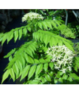 Curry Leaf Tree (Murraya Koenigii) -Medium size Plant - $2,842.47 MXN