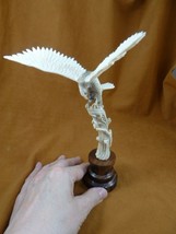 EAGLE-29 Eagle wings out holding fish shed ANTLER figurine Bali detailed carving - £121.69 GBP
