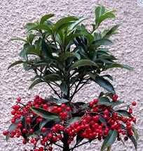 20 Seeds Coral Berry Ardisia Crenata - $9.55