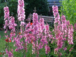 50 Seeds PINK CHECKERMALLOW Sidalcea Hendersonii Henderson&#39;s Checkerbloom Flower - £13.62 GBP