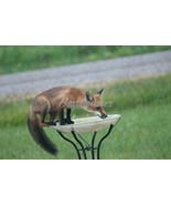 Fox in Birdbath - 8&quot; x 10&quot; Mounted Photograph - $41.51 CAD