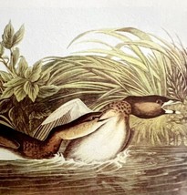 Pied Billed Grebe Bird 1950 Lithograph Print Audubon Nature 1st Edition ... - £23.59 GBP