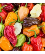 PSStore Rainbow Habanero Pepper Mix 50 Hot Red Yellow Vegetable Seeds - $181.02 MXN