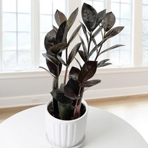 SL 15+ Seeds Black Zz Plant House Plant- Garden- Flowers - £3.40 GBP