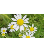 Roman Chamomile Seeds, Ground Cover Teas &amp; Medicine, NON-GMO, Variety Si... - $2.69 CAD+