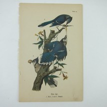 Bird Lithograph Print Blue Jay Male Female after John James Audubon Antique 1890 - £15.79 GBP