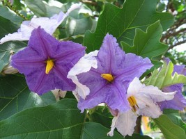 10 Seeds Giant Star Potato Tree Solanum Macranthum  - £15.73 GBP