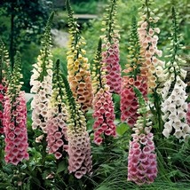 Garden Store 8900 Digitalis Excelsior Mix Foxglove Seeds Non Gmo - £6.45 GBP