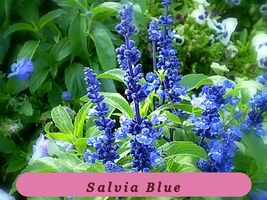 150 Seeds Sage Blue Flower Salvia Farinacea Usa Fast Growing - $37.24 MXN