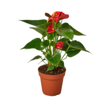 4&quot; Pot - Anthurium &#39;Red&#39; - Living room - houseplant - free shipping - £39.15 GBP