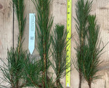 Japanese Black Pine- 8-18 inch tall 2 YR Old Bare Root Trees- Bonsai / L... - $18.76+