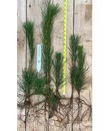 Japanese Black Pine- 8-18 inch tall 2 YR Old Bare Root Trees- Bonsai / L... - £14.71 GBP+