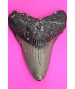Authentic Megadolon Shark Tooth 2.98 Inches 61 Grams Fossil Dino Girl CO... - $89.99