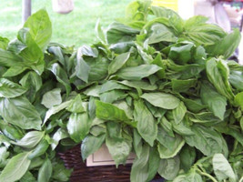 Berynita Store Basil Lemon Scented Aromatic Herb 125 Seeds  - £5.29 GBP