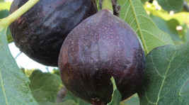 100 Ischia Black Fig Seeds Non-GMO, Heirloom, Fast Shipping - $8.96