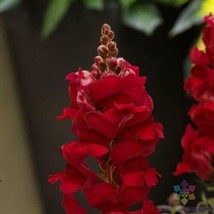 1000 Sonnet Crimson Snapdragon Seeds - $9.99
