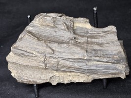 Petrified Wood Log Large Natural Decorative Crystal (06) - $544.79 MXN