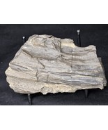 Petrified Wood Log Large Natural Decorative Crystal (06) - $41.75 CAD