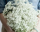 1000 Baby&#39;S Breath Gysophila Seeds White Fast Shipping - $8.99