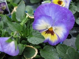  35 Seeds Blue Ultima Radiance Pansy  Flower Seeds / Long Lasting Annual - £11.24 GBP