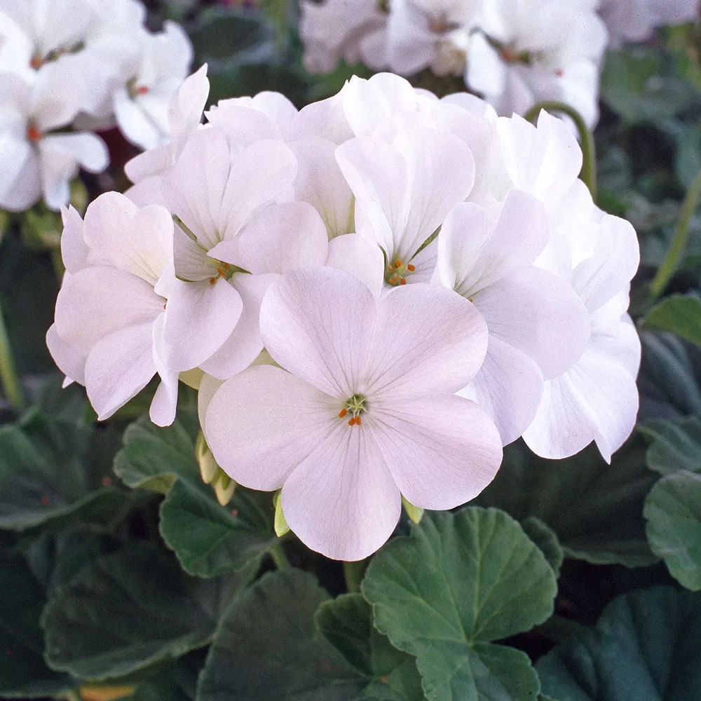 Geranium - Horizon White F1 (10-100) seeds compact beauty at 25-30cm - $247.28 MXN+