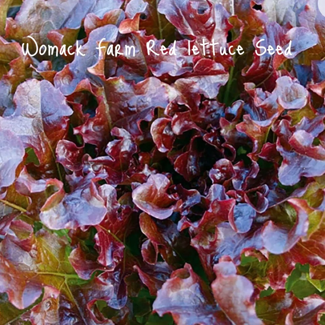 150 Seeds Salad Bowl Red Lettuce Heirloom Non GMO - £7.70 GBP